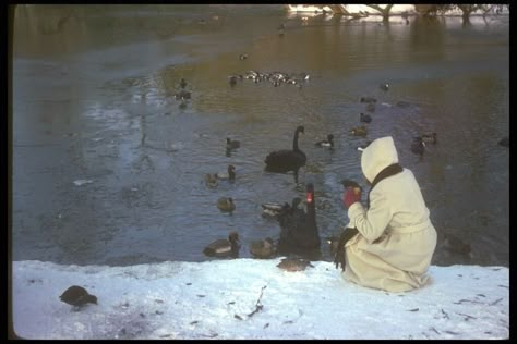 The Black Swan, Catcher In The Rye, Orient Express, Black Swan, Rye, Photography Inspo, Winter Time, The Edge, Pretty Pictures