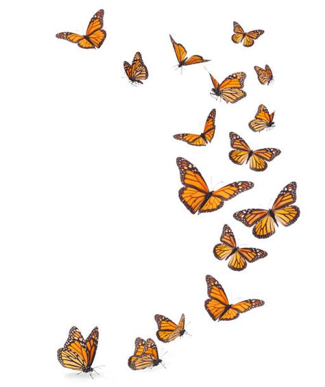 Monarch Butterfly Migration, Butterfly Migration, Monarch Butterfly, First Time, Butterflies, Stock Photos, Illustrations, Orange, White