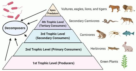 Last Updated on February 5, 2021 by Sagar Aryal Trophic level Definition Trophic level is the position within a food chain that is occupied by a group of organisms in an ecosystem. The classification of organisms into the different food chains is based on their feeding behavior. Trophic level is a step in the nutritive series of food chains which ... Read moreTrophic level- Definition, food chain, food web, pyramid, examples The post Trophic level- Definition, food chain, food web, pyramid, exam Food Chain Diagram, Ecological Pyramid, Microbiology Notes, Apologia Biology, Trophic Level, Energy Pyramid, Dog Bear, Keystone Species, Conservation Biology