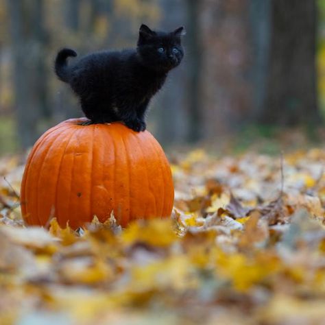 Pumpkin Carving Unicorn, Unicorn Pumpkin Carving, Cat Carving Pumpkin, Pumpkin Cat Carving, Hot Dog Puppy, When Witches Go Riding, National Black Cat Day, Cat Pumpkin Carving, Cat Template