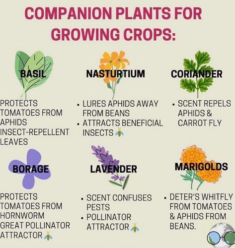 Farm Goals, Strawberry Companion Plants, Arizona Gardening, Garden Companion Planting, Tattoo Plant, Vegetable Garden Planning, Companion Plants, Vegetable Garden Diy, Homesteading Skills