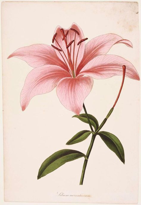 Lilium Flower, Botany Illustration, Antique Botanical Print, Theme Tattoo, Botanical Illustration Vintage, Vintage Botanical Prints, Botanical Illustrations, Flowering Plants, Botanical Painting