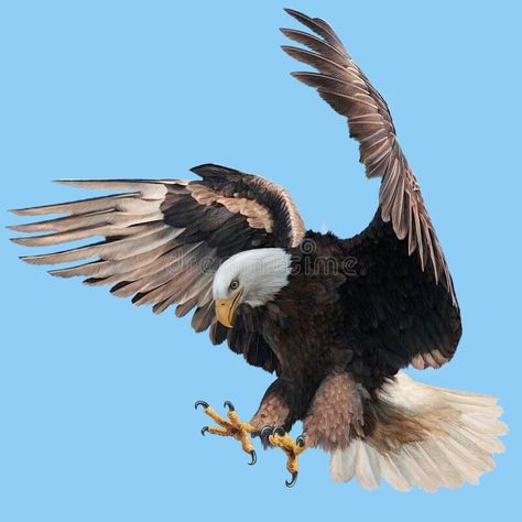 Eagle Reference Photo, Eagle Reference Drawing, Eagle Landing Tattoo, Bald Eagle Reference, Bird Attacking, Eagle Reference, Landing Eagle, Eagle Attacking, Sky Background Illustration