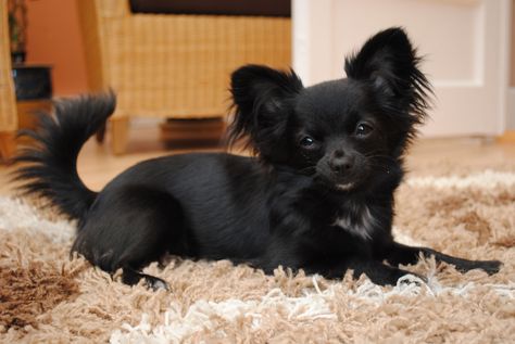 Chihuahua Dog Breed » Information, Pictures, & More Long Haired Chihuahua Puppies, Long Hair Chihuahua, Chihuahua Training, Black Long Hair, Black Chihuahua, Long Haired Chihuahua, Chihuahua Lover, Cute Chihuahua, Chihuahua Love