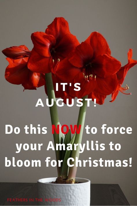 Amaryllis Care, Amaryllis Plant, Christmas Cactus Care, Christmas Cactus Plant, Orchid Plant Care, Amaryllis Flowers, Plant Care Houseplant, Amaryllis Bulbs, Christmas Plants