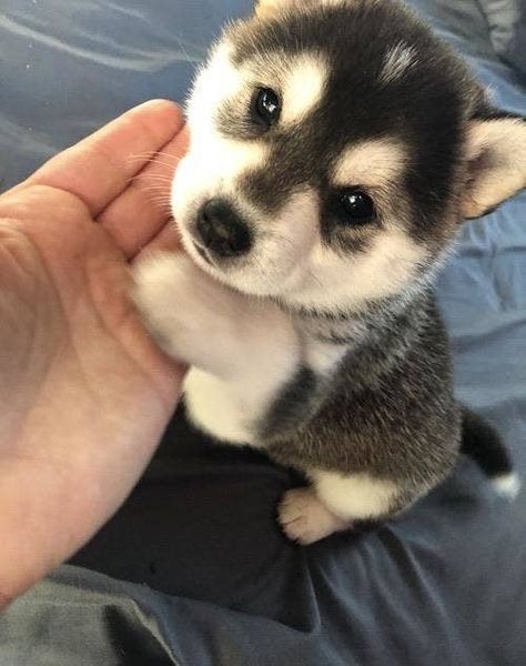 Caine Husky, Puppy Husky, Cute Husky Puppies, Shiba Puppy, Cute Husky, Cute Animals Puppies, Very Cute Dogs, Really Cute Dogs, Cute Little Puppies