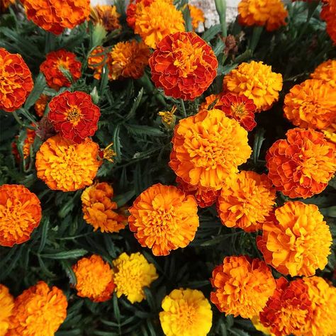 Marigold French Seeds - Orange Winner Marigold Flower Aesthetic, Warm Yellow Aesthetic, Marigold Plant, Agapanthus Plant, Marigold Seeds, French Marigold, Feb 14th, Garden Catalogs, Nigella Seeds