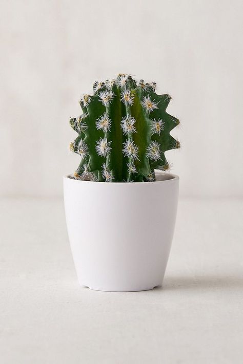 faux cactus plant as party favor Dorm Desk Decor, Fake Cactus, Faux Cactus, Plastic Planters, Home Apartment, Cactus Art, Plant Aesthetic, Plastic Pots, Apartment Room