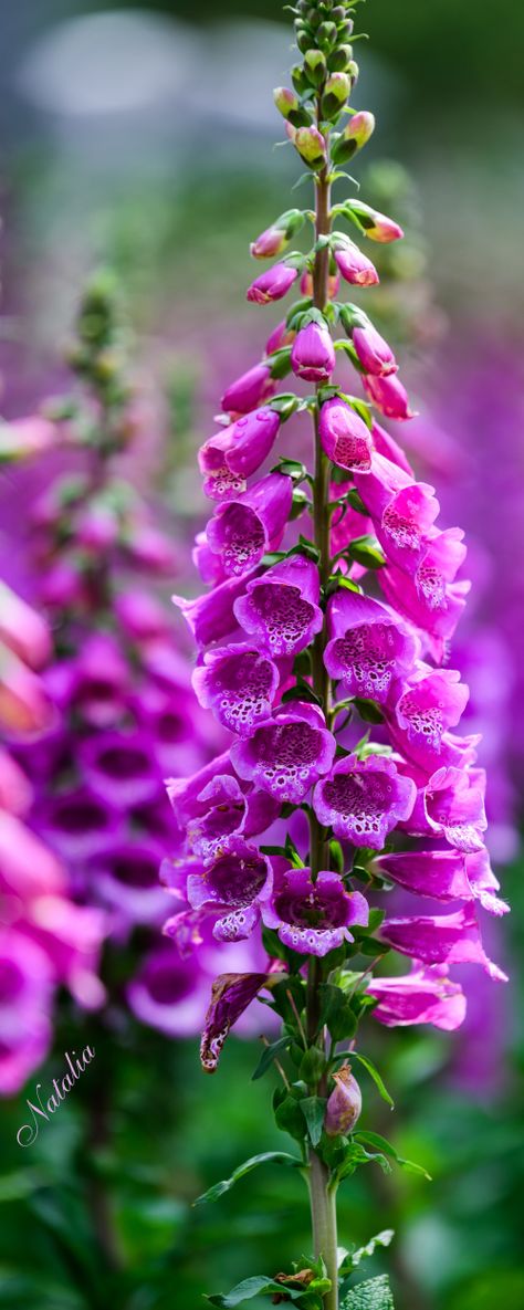 Digitalis (Foxglove) Foxglove Garden Ideas, Foxglove Bouquet, Foxglove Garden, Fox Gloves, Foxglove Flower, Foxglove Flowers, Fox Glove, Bouquet Inspiration, Cascade Mountains