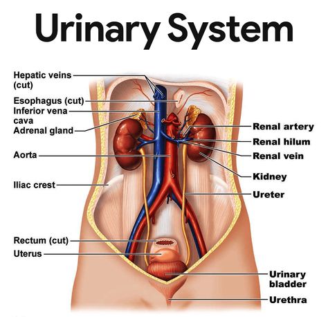 Urinary System Anatomy, Anatomi Dan Fisiologi, Kidney Anatomy, The Urinary System, Urinary System, Basic Anatomy And Physiology, Human Body Anatomy, Medical School Inspiration, Medical School Studying