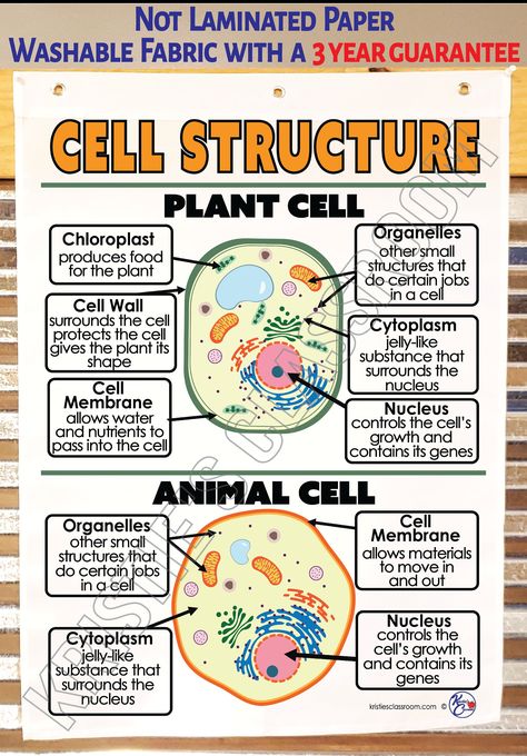 Basic Cell Structure (Plant and Animal)  Anchor Chart - Professionally Printed on Heavy-duty Polyester Material with Grommets  Foldable for Easy Storage Stain Resistant (Protected by Scotchguard) Ready to use in the classroom from year to year (machine washable) Included is an Interactive notebook pdf to print for students- Contact Seller for custom Anchor Chart Designs (any topic/standard) Hard Goods (This is not a download - The item ships to you.) FREE SHIPPING PROMOTIONS APPLY TO DOMESTIC ADDRESSES ONLY * 3 YEAR PRODUCT QUALITY GUARANTEE! *We will replace any Anchor Chart 3 years from the date of purchase that:      * FADES      * DISCOLORS      * FAILS DUE TO WORKMANSHIP Animal Anchor Chart, Biology Poster Ideas, Plant Cell And Animal Cell, Cells Science, Animal Cell Structure, Cell Drawing, Plant Cell Structure, Science Chart, Learn Biology