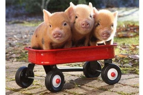 Micro Pigs, Teacup Pigs, Pig Pictures, Cute Piglets, Mini Pigs, Red Wagon, Cute Piggies, Pet Pigs, Baby Pigs