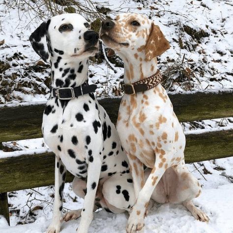 Unlike an albino Dalmatian, which lacks all color and has pink eyes, these Lemon Dalmatians take on a different mutation. Rather than black spots, a recessive gene that produces red colors has created these reddish-brown spots in this Dalmatian while keeping her big doe-brown eyes. Dalmatian Dogs, Dalmatian, Dogs