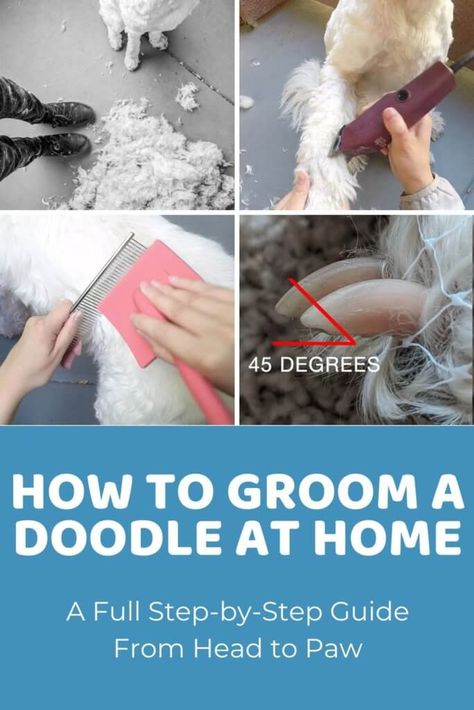 Dog Grooming Kit List for Doodles: 12 Necessary Tools to Have on Hand Doodle Sanitary Trim, Groom Dog At Home Diy, Dog Grooming Tutorials, Goldendoodle Tail Grooming, Grooming Goldendoodle At Home, Grooming Doodles At Home, Diy Doodle Grooming, Eyes Doodle, Dog Grooming At Home