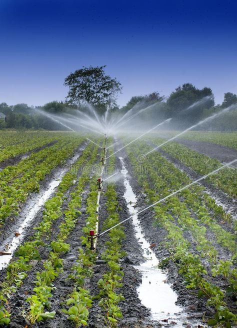 Water crops irrigation. Watering crops with Irrigation system using sprinklers o , #affiliate, #irrigation, #Watering, #Water, #crops, #Irrigation #ad Water Farming, Crops Farm, Irrigation System Design, Water Irrigation System, Irrigation System Diy, Irrigation Pumps, Crop Farming, Garden Watering System, Agricultural Tools