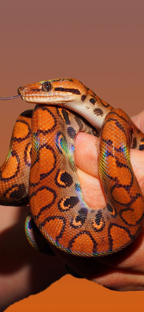 Rainbow Boa Snake, Types Of Snakes, Rainbow Snake, Pretty Snakes, Colorful Snakes, Cute Reptiles, Cute Snake, Cute Small Animals, Beautiful Snakes