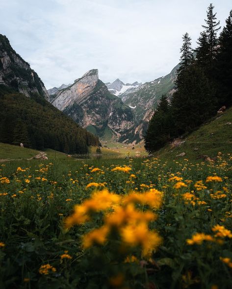 📍Alpstein Mountains - Switzerland 🇨🇭 Photos by @tom_juenemann #takemoreadventures #switzerland #swiss #switzerlandexplored #exploreswitzerland #visitswitzerland #wilderness #spring #adventure #mountains #outdoors #earthfocus #lake #hikingadventures #stayandwander #beautifuldestinations Mountain Life Aesthetic, Nature Picnic, Camping Vacation, Forest Walk, Landscape Forest, Visit Switzerland, Adventure Landscape, Countryside Vacation, Hiking Adventure