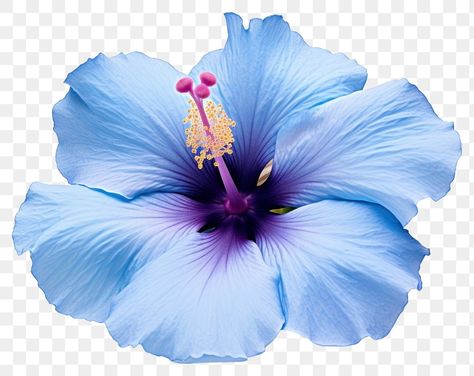 Blue Flower Png, Blue Hibiscus Flower, Flower Png Images, Blue Hibiscus, Butterfly Wallpaper Iphone, Flowers Png, Light Blue Background, Flower Petal, Hibiscus Flower