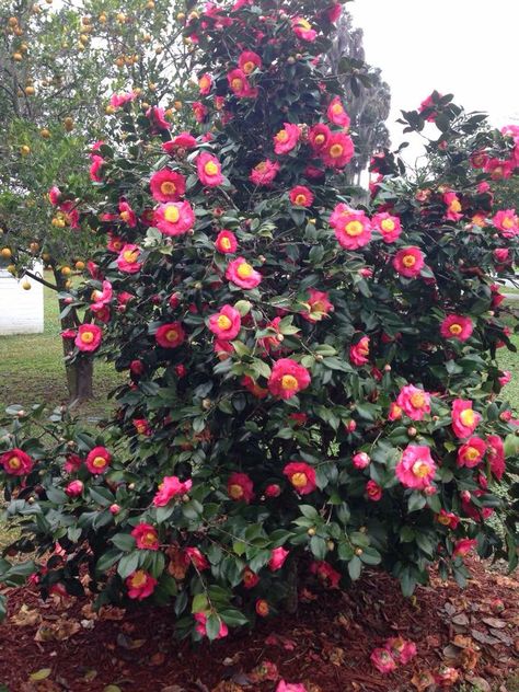 Camellia Bush, Yard Trees, Trees For Front Yard, Garden 2023, Gardening Inspiration, Garden Inspo, Plant Photography, Flower Landscape, Landscaping Plants