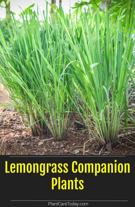 Lemongrass Companion Plants Lemongrass In Landscaping, Planting Lemon Grass In Pots, Lemongrass Potted Plant, Lemongrass Potting Ideas, How To Grow Lemongrass In A Pot, How To Plant Lemongrass In Pots, Lemon Grass In Planters, Lemongrass In Planters, Planting Lemongrass In Pots