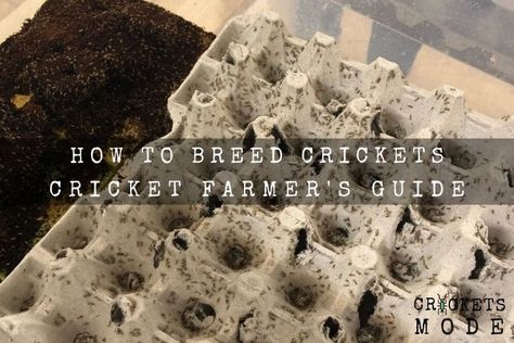 Raising Crickets For Food, Diy Cricket Farm, Cricket Farming Diy, Cricket Enclosure, Breeding Crickets, Raising Crickets, Insect Farming, Fancy Bearded Dragon, Cricket Farm