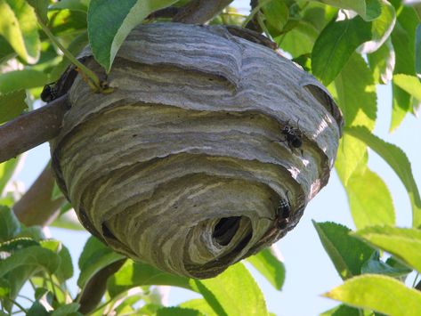 The enclosed nest of the bald-faced hornet Copyright © 2009 Jim Cane - All Rights Reserved Hornet, Nature, Wasp, D D Funny, Hornets Nest, Wasp Nest, Dungeons And Dragons Memes, Dragon Memes, Dnd Funny