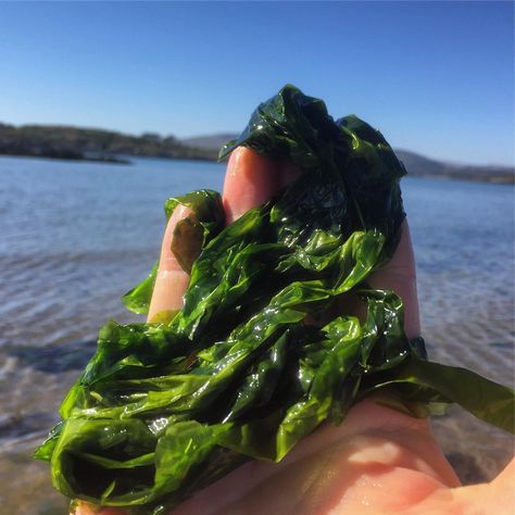 Sea Lettuce, Lettuce Recipes, Wild Food, Sun Dried, Planting Seeds, Bright Green, Lettuce, Stew, Seafood