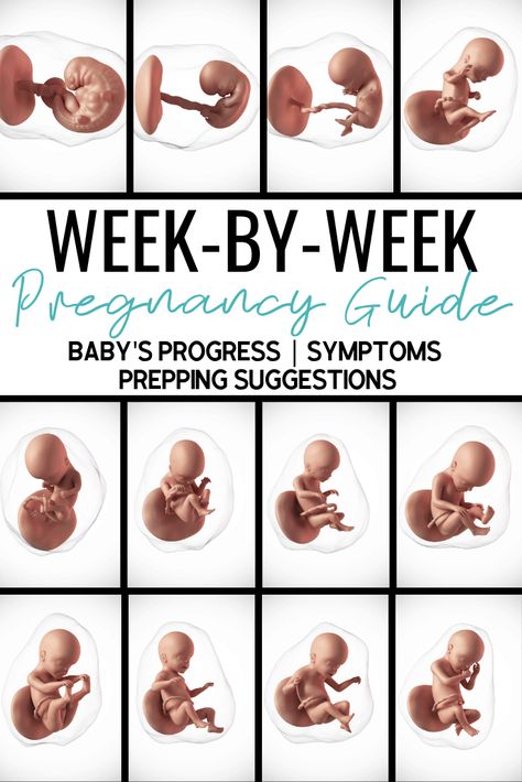 Trimesters Of Pregnancy By Weeks, Tips For Expecting Moms, Third Trimester Symptoms, Size Of Baby Week By Week, Pregnancy Checklist By Week, First Trimester Dinner Ideas, Stages Of Pregnancy Weekly, Weekly Baby Size, 1st Trimester Pregnancy Food