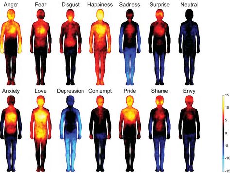 How do you know you're in love? Angry? Or sad? Emotions start off in the brain, then ripple through the whole body. Now scientists have charted where we consciously feel specific emotions. They hope these sensation maps will one day help diagnose and treat mood disorders. Tenk Positivt, Human Body Temperature, Heat Map, Body Map, रोचक तथ्य, Different Emotions, Positive Emotions, Body Love, Human Emotions