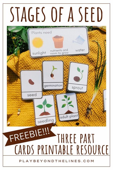 Be sure to snag this free “Stages of a Seed” printable resource! The three part cards are the perfect addition to any seed study. Children will gain an understanding of what seeds need to grow. They will also learn how a seed can transform into a plant. These are a perfect way to introduce and reinforce vocabulary. Seed Planting For Kids, Seed Germination For Kids, Tiny Seed Activities, Seed Activities For Kids, Seeds Preschool, Plants Lesson Plans, Plants Kindergarten, Plant Lessons, Garden Unit