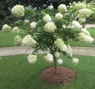 Pee Gee Hydrangea, Hydrangea Landscaping, Stone Garden Paths, Panicle Hydrangea, Zone 5, Best Essential Oils, Garden Stones, Garden Paths, Yard Landscaping