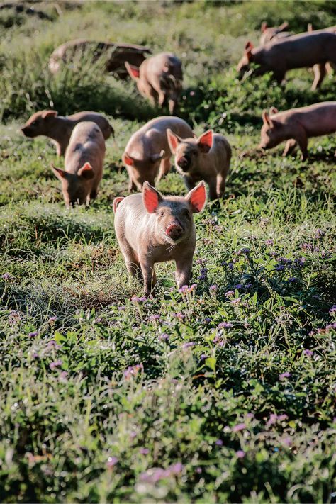 Farm Pigs, Farm With Animals, Australian Farm, Big Farm, Pig Farm, Dream Farm, Future Farms, Animals Farm, Farm Stuff