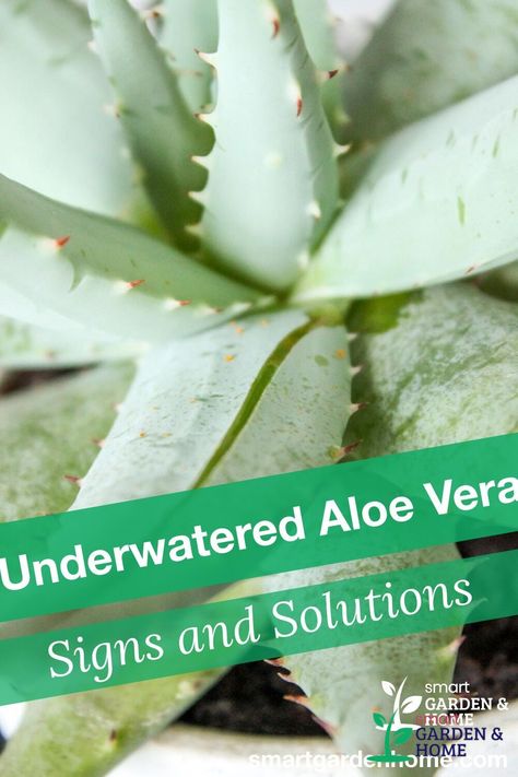 Aloe vera plants are succulent and the main concern with them is overwatering, but they can also be underwatered. We'll show the signs to identify if your aloe plant is underwatered and how to prevent it. https://smartgardenhome.com/houseplants/aloe-vera/underwatered/?utm_source=pinterest&utm_medium=smartgardenhome&utm_campaign=publer #underwateredplant Potted Aloe Vera, Dead Leaves, Underwater Plants, Plant Signs, Potted Plants Outdoor, Plant Care Houseplant, Plants Outdoor, Aloe Plant, Aloe Vera Plant