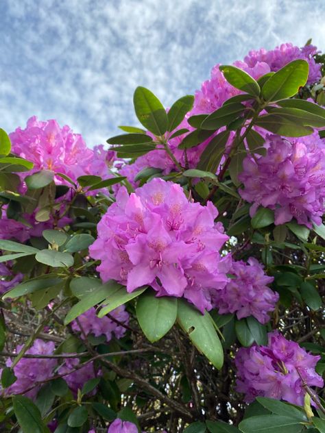 Rhododendrons bloom in mid to late May annually West Virginia State Flower, Virginia State Flower, Virginia State, West Virginia, Beautiful Artwork, Virginia, Plants, Flowers, Gifts