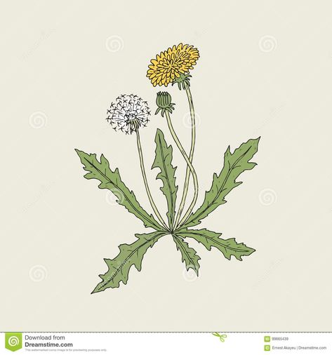 Elegant Detailed Drawing Of Dandelion Plant With Yellow Flower, Seed Head And Bud Growing On Stem And Leaves. Beautiful Stock Vector - Illustration of blowball, colorful: 99665439 Drawing Of A Dandelion, Dandelion Seed Drawing, Dandelion Botanical Illustration, Flower Bud Drawing, Dandelion Flower Drawing, Dandelion Drawings, Dandelion Seed Tattoo, Drawing Dandelions, Draw Dandelion