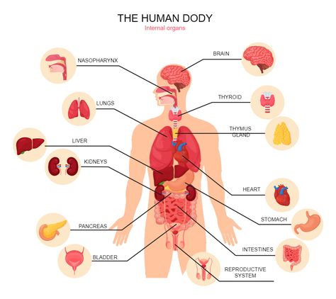 Human Body Diagram Organ Systems And Functions, Organ Placement Human, Science Body Systems, Organ System Drawing, The Human Body Aesthetic, Organs Of The Body Anatomy, Internal Organs Diagram, Human Organ System, Human Body Internal Organs