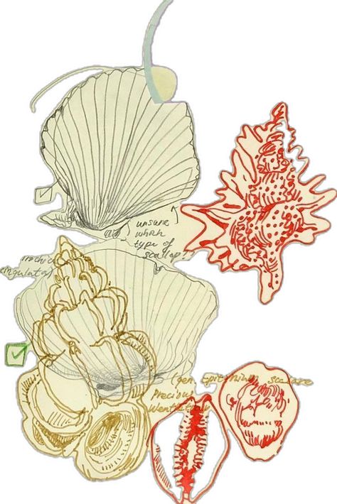 Seashell Illustration, Shell Drawing, Art Lineart, Doodle Sketchbook, A Level Art Sketchbook, Big Wall Art, Sketchbook Art, Art Business, Art Sketchbook