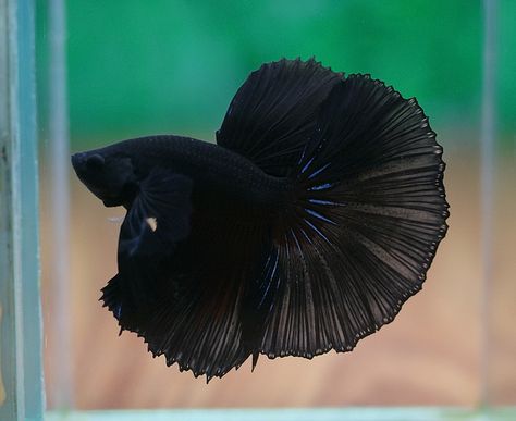 Black big ear Dumbo Ear Betta, Betta Fish Toys, Siamese Fish, Betta Fish Tattoo, Betta Fish Bowl, Betta Fish Types, Betta Aquarium, Black Fish, Betta Fish Care