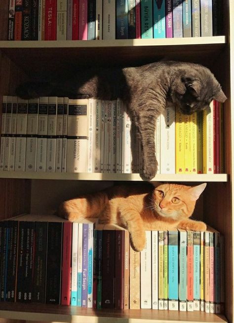 Two Cats, Cat Books, Cat Person, Cat Aesthetic, Silly Cats, Pretty Cats, Crazy Cat Lady, 귀여운 동물, Cuteness Overload