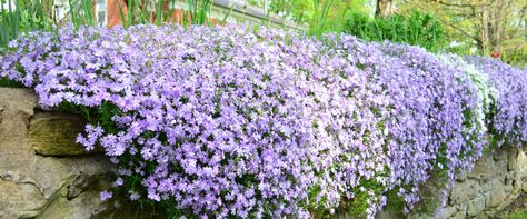 The Best Cascading Plants For Retaining Walls - Meyer Landscape Evergreen Ground Cover Plants, Harvey House, Creeping Phlox, Wall Flowers, Deer Resistant Plants, Companion Plants, Ground Cover Plants, Mediterranean Garden, Hardy Perennials