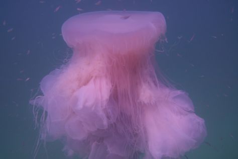 Jellyfish, Pink