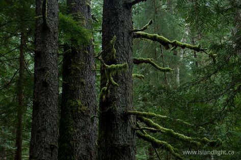 Old-growth Sitka Spruce -Forest photo from Cortes Island BC, Canada Bc Forest, Golden Bc, Old Growth Forest, Spruce Forest, Bear Island, Save Trees, Paper Greeting, Temperate Rainforest, Forest Photos