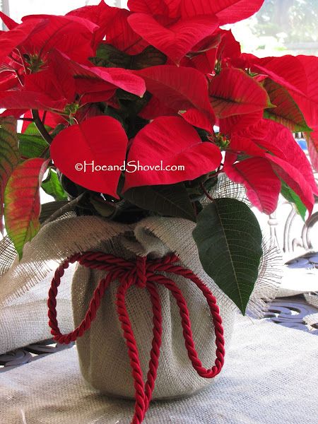 Hoe and Shovel: How-To :: Poinsettia Wrap Up Potted Poinsettia Decorating Ideas, Poinsettia Centerpiece, Poinsettia Decor, Poinsettia Plant, Christmas Plants, Pot Plants, Photo Transfer, Poinsettia Flower, Christmas Flowers