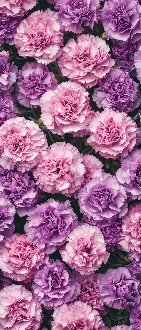 Pink And Purple Flowers Aesthetic, Flower Wallpaper Colorful, Iphone Wallpaper Women, Floral Wallpaper Iphone Vintage, Fairytale Photography Princesses, Carnation Wallpaper, Room With Flowers, Hd Ipad Wallpapers, Pastel Pink And Purple