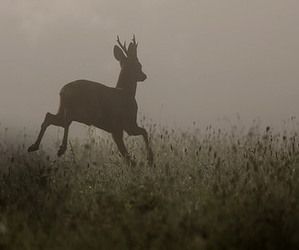 A Deer, Deer, Running, Beauty, Nature