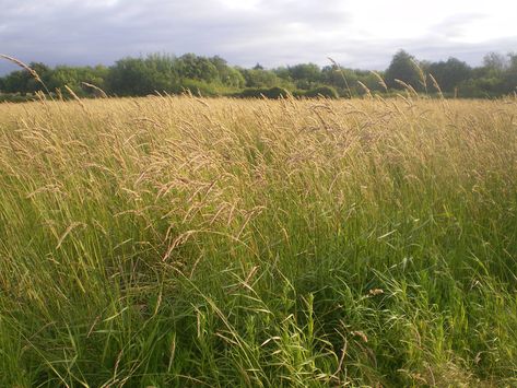 Tales From The Tall Grass Tall Grass Field, Lightning In A Bottle, Grass Wallpaper, Field Landscape, Free City, Green Pasture, Grass Field, Backyard Inspo, It Goes On