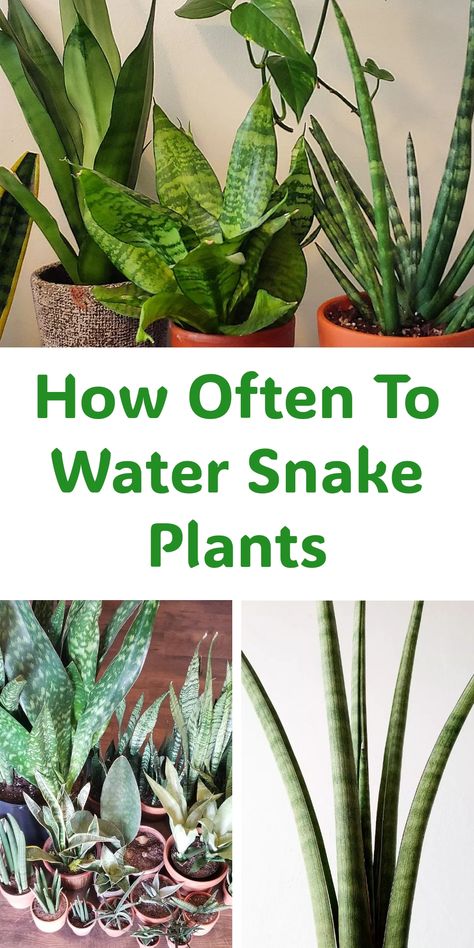 Snake plants in pots with text: "How Often To Water Snake Plants". Snake Plant Repotting, Plant Repotting, Snake Plant Indoor, Water Snake, Snake Plant Care, Mother In Law Tongue, Soil Types, Plant Maintenance, Snake Plants