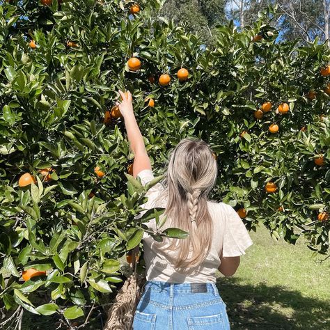 Girl picking oranges from an orchid. Braided Hair Outfit, Fruit Picking Outfit, Picking Oranges, Peach Picking, Picking Fruit, Coast Outfit, Film Ideas, Cherry Picking, 2024 Goals