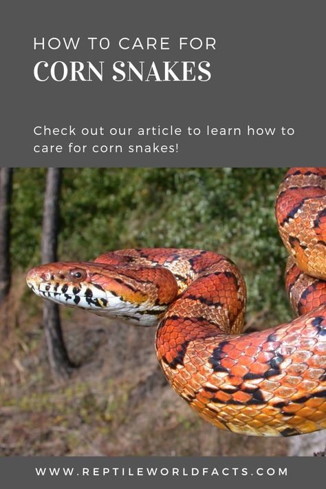 Check out our article to learn how to care for this very awesome beginner snake! Corn snakes come in so many beautiful morphs and are quite docile snakes, making them great pets! #snakes #reptiles #care #pet #pets Corn Snake Care, Snake Information, Crested Gecko Care, Spooky Spaghetti, Snake Care, Corn Snakes, Animal Farming, Diy Snake, Snake Terrarium