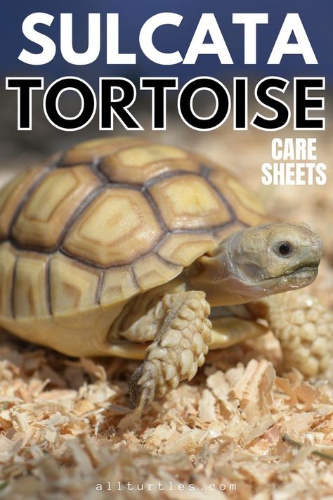 Large Sulcata Tortoise Habitat Outdoor, Sulcata Tortoise Diet, Pet Turtle Care, Outdoor Tortoise Enclosure, Elephant Food, Tortoise Food, Turtle Care, Tortoise House, Tortoise Table